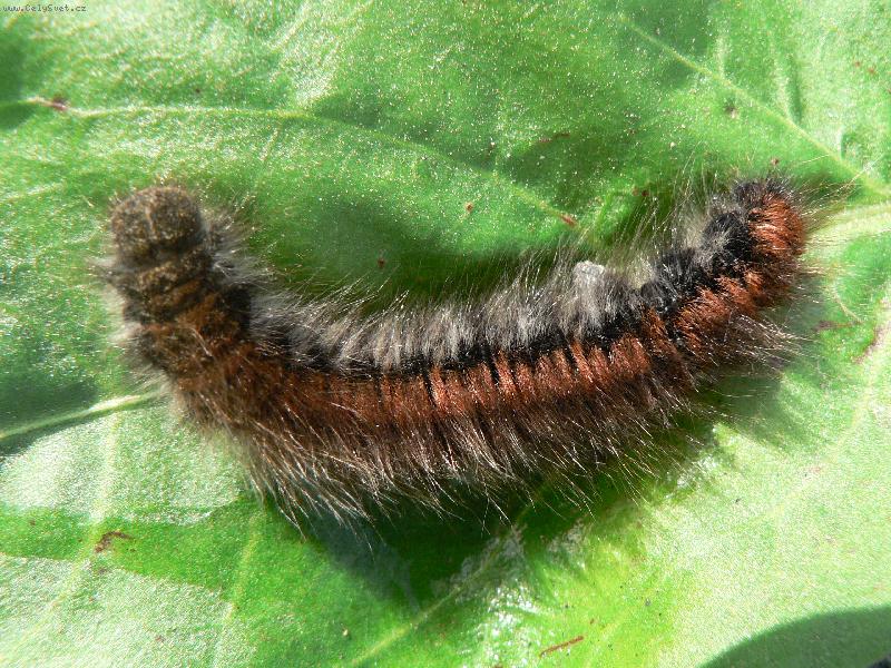 Foto: chlupat� n�dhera