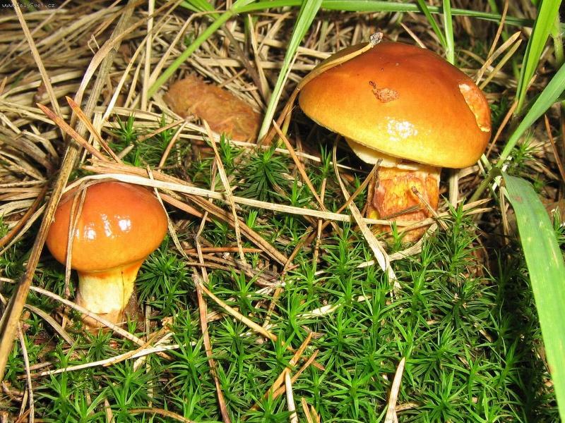 Foto: Na houb�ch-klouzci