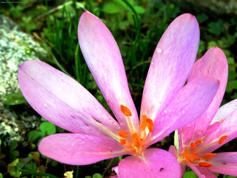 Foto: Fialov� kr�ska