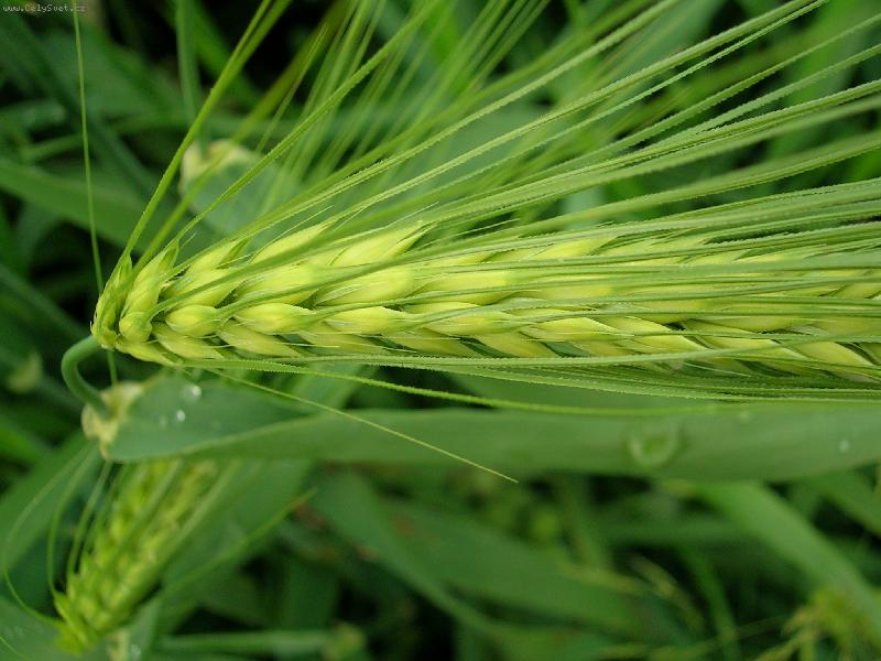 Foto: klas-p��roda