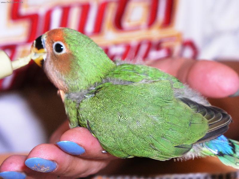 Foto: miminko agapornise-dej dobr� ham�n�-m�m hlad�nek......