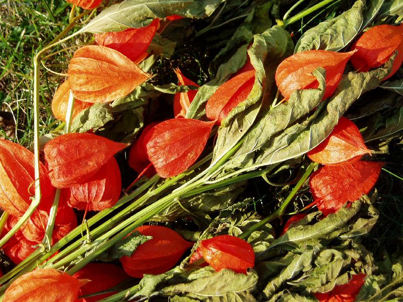 Foto: Podzimn� lampionky