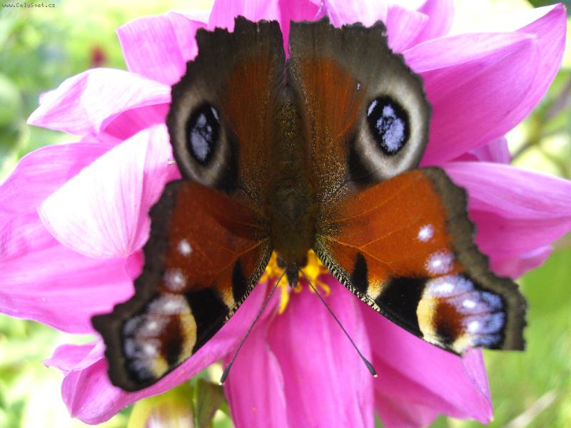 Foto: mot�l Emanuel