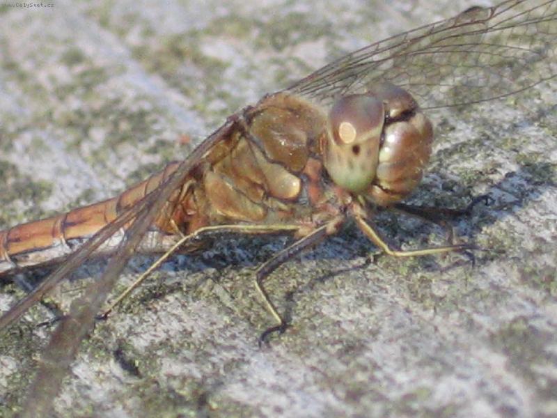 Foto: Dokonalost p��rody