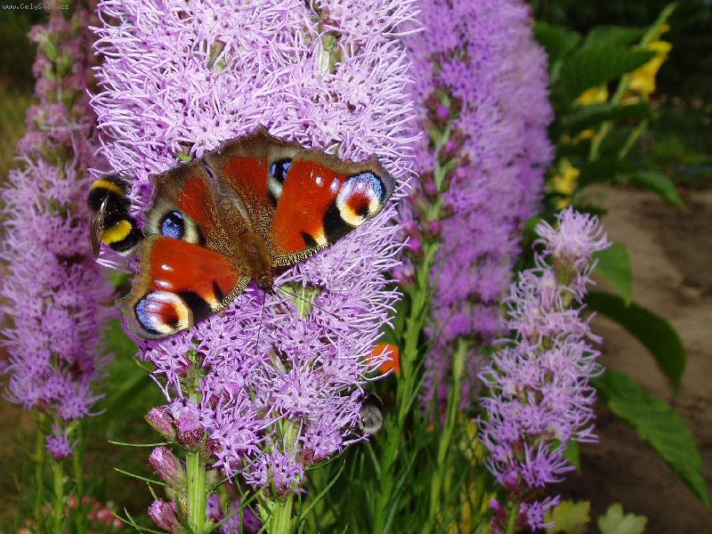 Foto: Liatris-Sladk� �u�karda