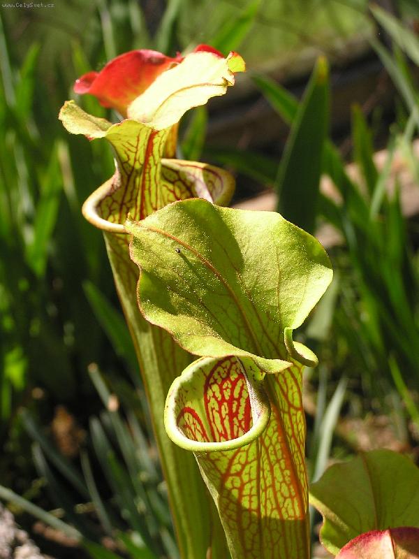 Foto: sarracenia alata-maso�ravka :-)