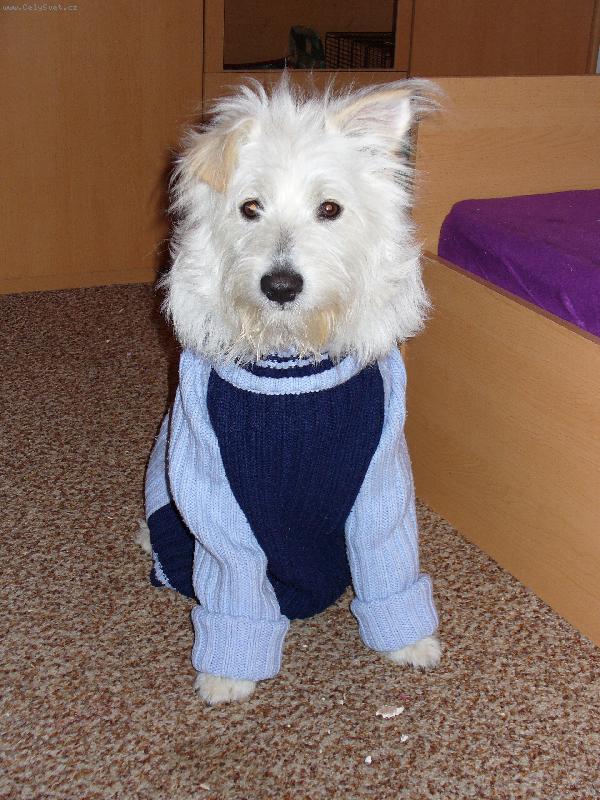 Foto: P��prava na zimu-Charlie: "Co mysl� slu�� m�?"