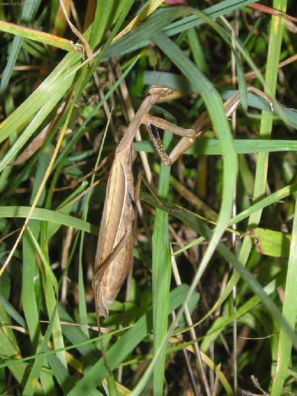 Foto: Kudlanka-hn�d� kudlanka, kterou jsem na�la na vych�zce se psem