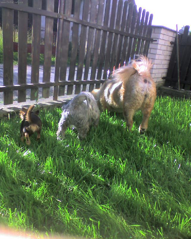 Foto: t�i pedelky :-)-copak to tam asi maj� ???? :-)