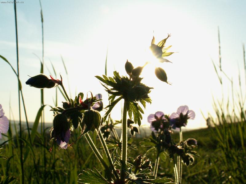 Foto: Pozdn� odpoledne