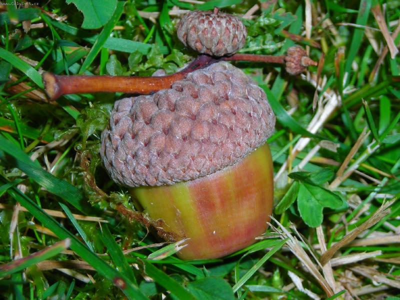 Foto: �alud v lese