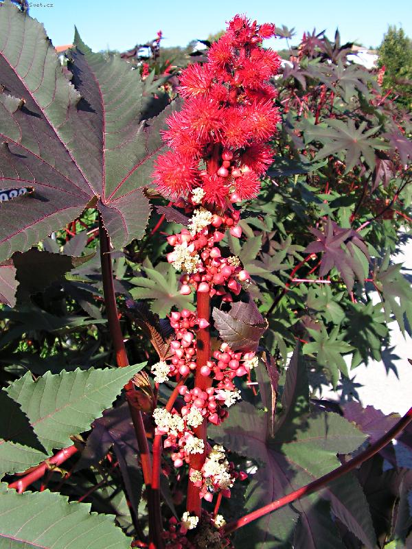 Foto: n�zev rostliny nezn�m-p�i proch�zce po ostrov� rab