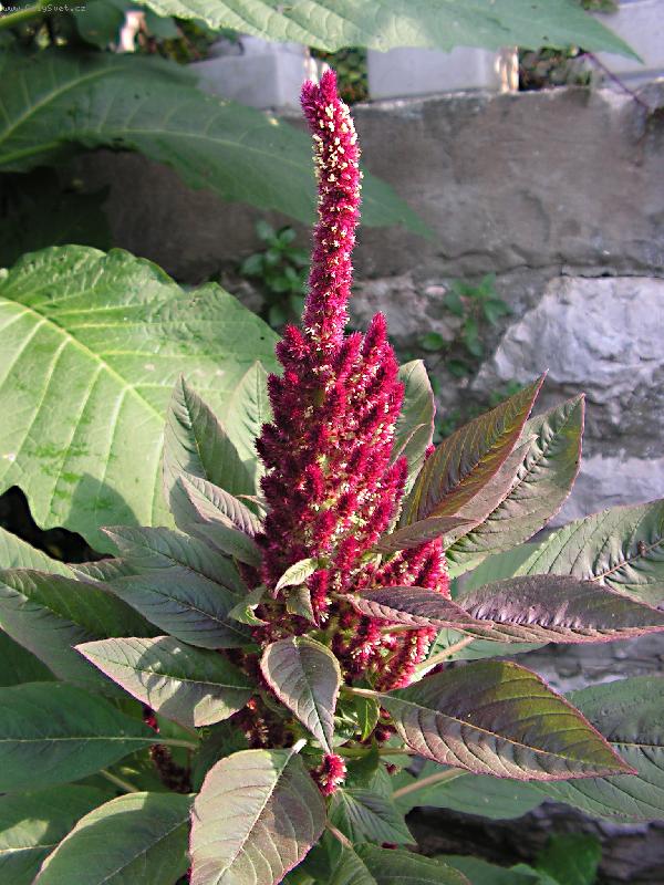 Foto: nezn�m� kytka-p�i proch�zce po ostrov� rab