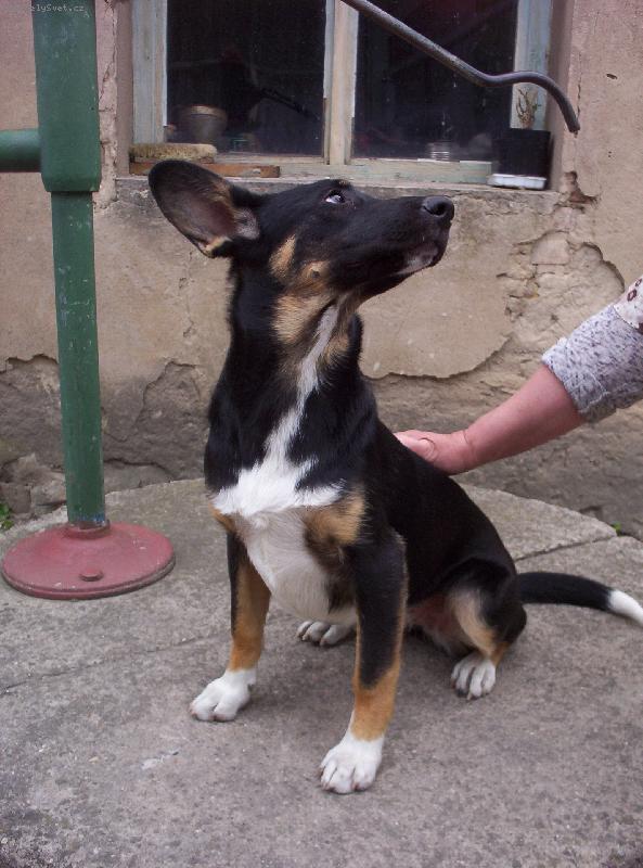 Foto: takhle to dopadne kdy� sk���te ber��ka s ov��kem-takhle to dopadne kdy� sk���te ber��ka s ov��kem