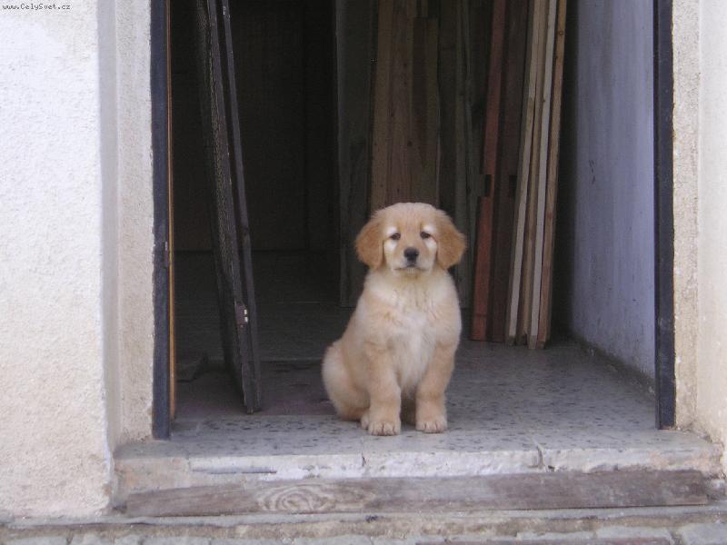 Foto: Kdo se opov�� vstoupit, toho kousnu