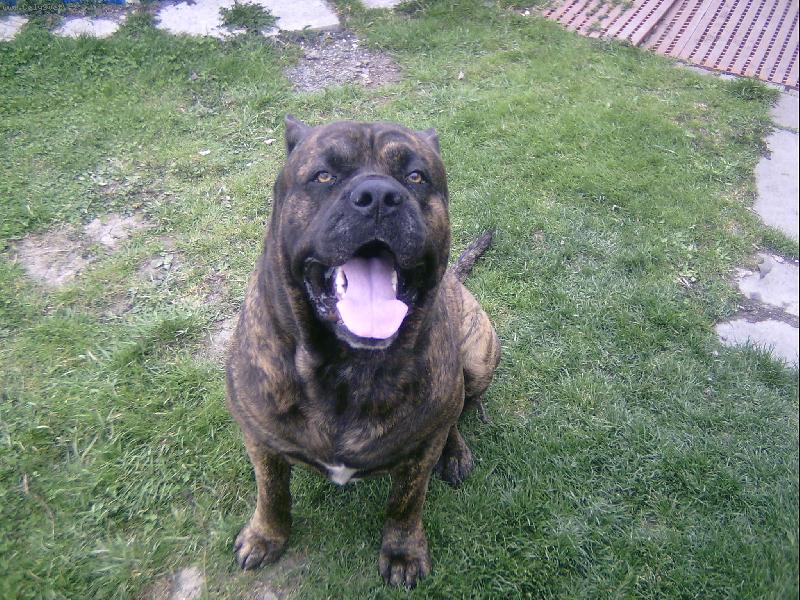 Foto: Bandog-�ek�m tu a� kolem prolet� hejno pe�en�ch holub�.