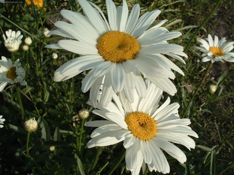 Foto: Kopretina zahradn�