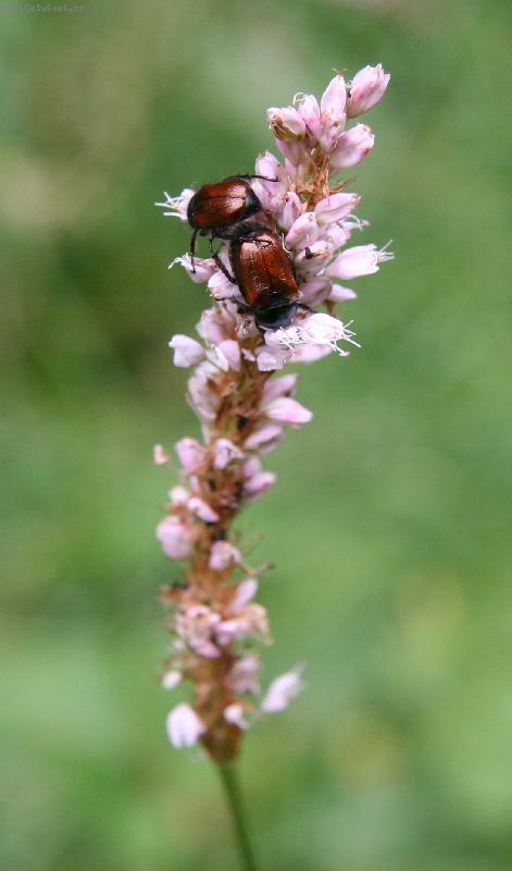 Foto: brou�kov�:)