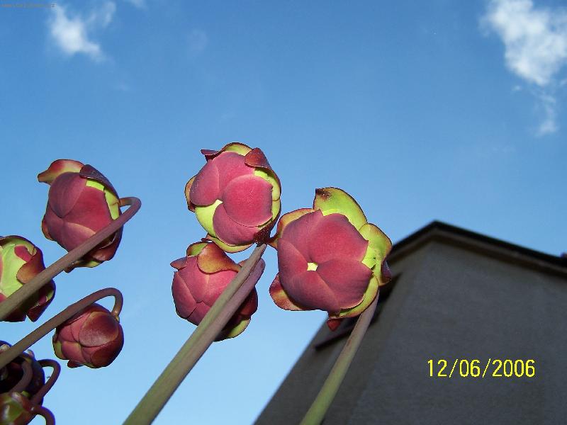 Foto: Sarracenia purpurea-kv�t maso�rav� rostliny celoro�n� p�stovan� venku