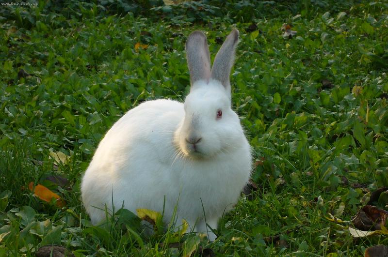 Foto: Sn�ek na �t�ku-Jeden z na�ich kr�l�k�, kdy� nedopat�en�m "vzal dr�hu"