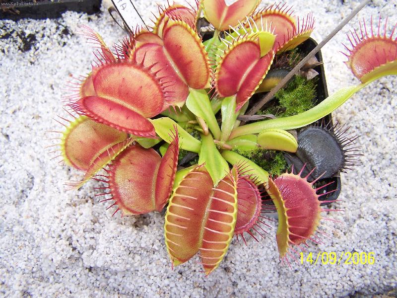Foto: Nebezpe�n� kr�sa-Dionaea muscipula - maso�rav� rostlina