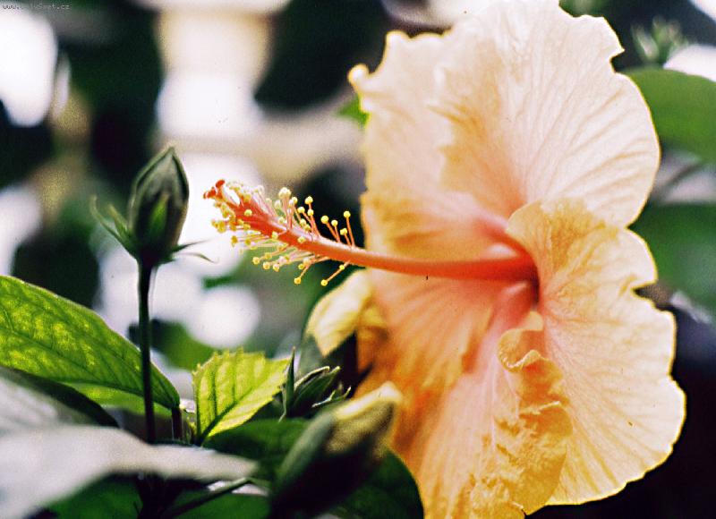 Foto: Radar?-z botanick� zahrady