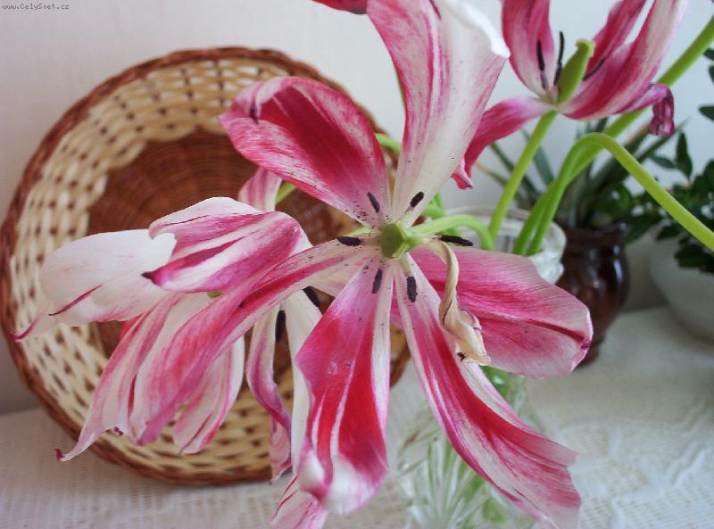 Foto: kv�tinov� komposice-doma v pokoji