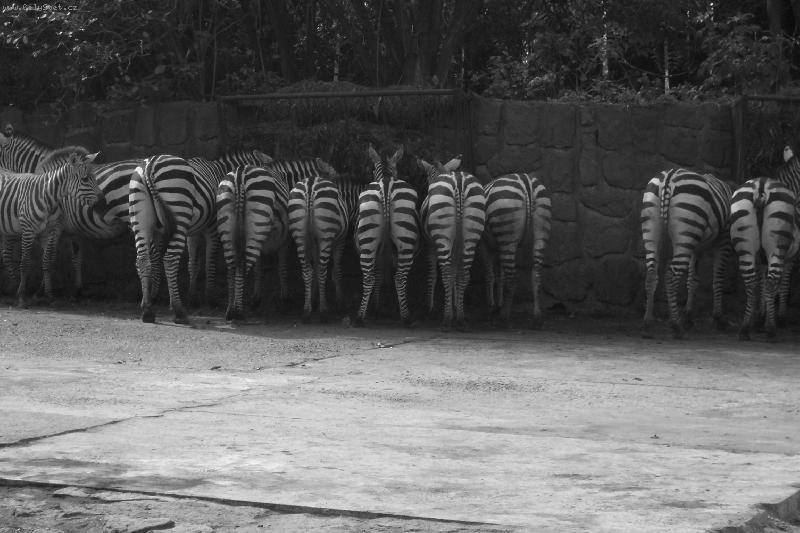 Foto: Zebry-zade�ky:)