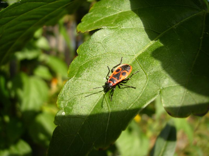 Foto: brou�ek-honem na slun��ko