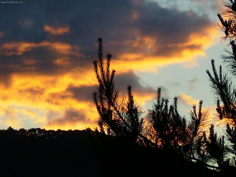 Foto: borovice v mrac�ch