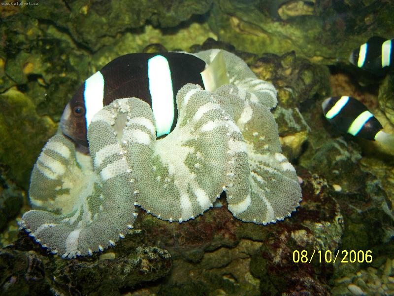 Foto: Jak se �ije pod vodou-Tajemn� sv�t