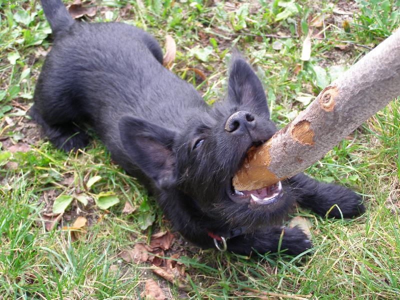 Foto: pes nebo netop�r?!