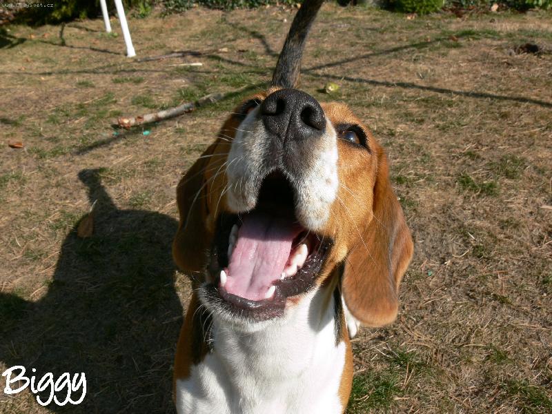 Foto: Daj !-Biggy