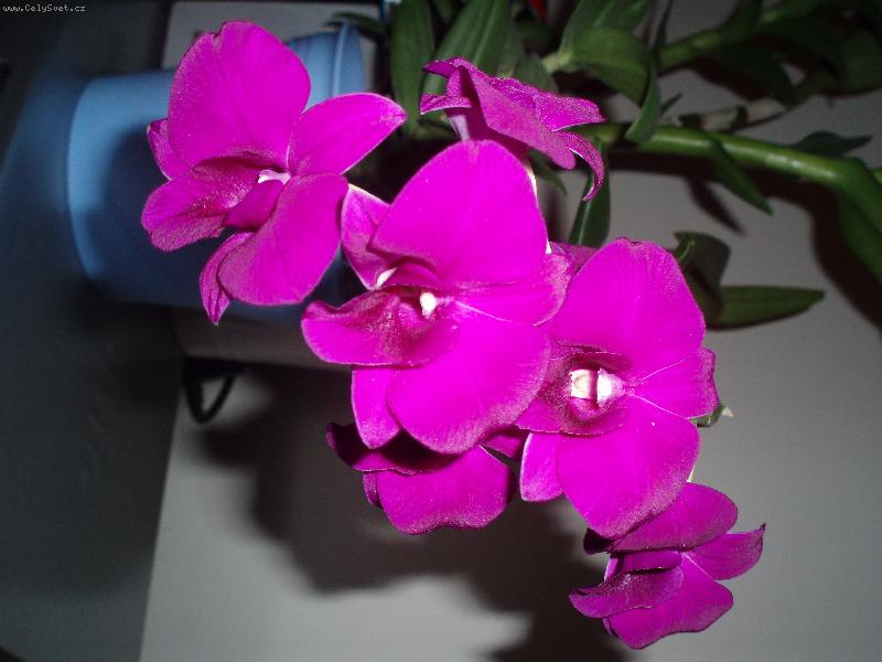 Foto: Moje orchidej