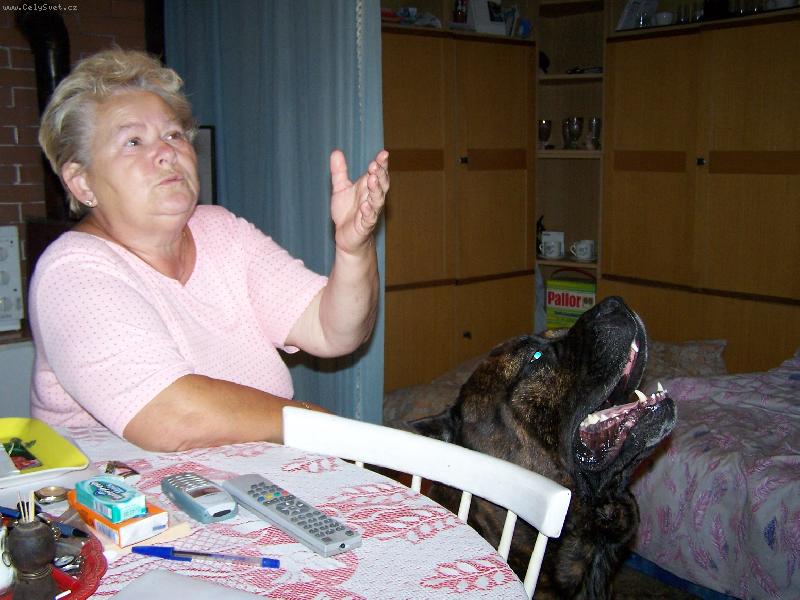 Foto: Bandog Apollo-D�do, nezapome� koupit t�i kila hov�z�ho.