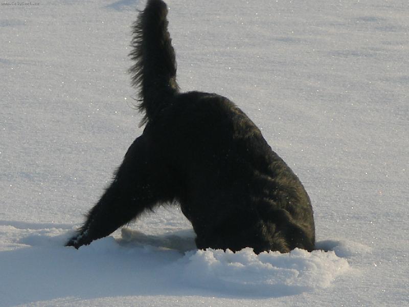 Foto: kde je ?-hrajeme na schov�vanou :)