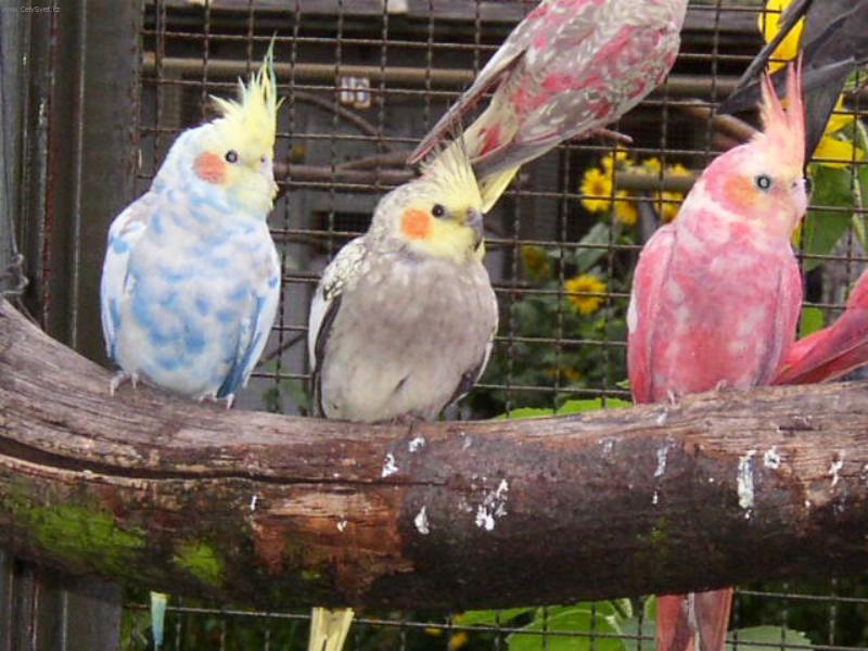 Foto: Barevn� korely-to tu je�t� nebylo