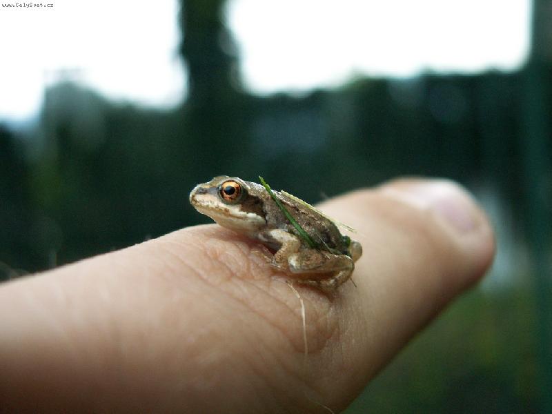 Foto: �abi�ka-foceno v �ece u T�ince