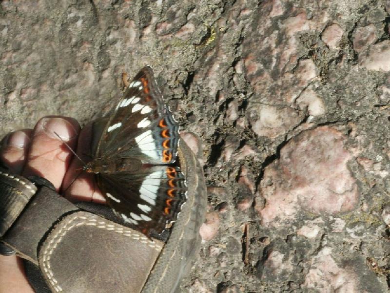 Foto: mot�l na noze-tak dlouho poletoval kolem, a� se usadil p��mo na palci