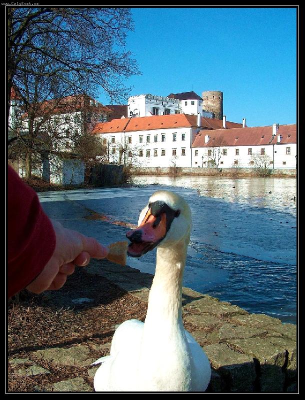 Foto: Krmen� drav� zv��e