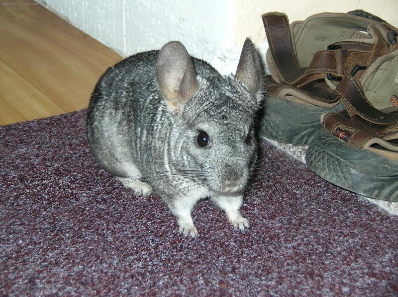 Foto: �in�ila Beru�ka