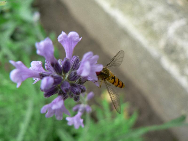 Foto: Osv�uj�c� sn�dan� vosi�ky