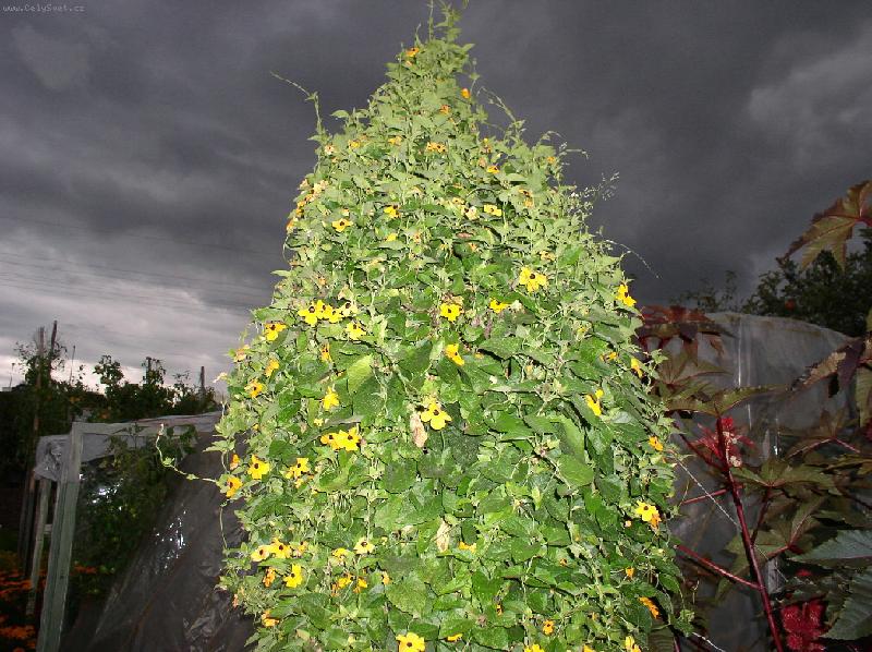 Foto: Thurnbergie - �ernook� Zuzana