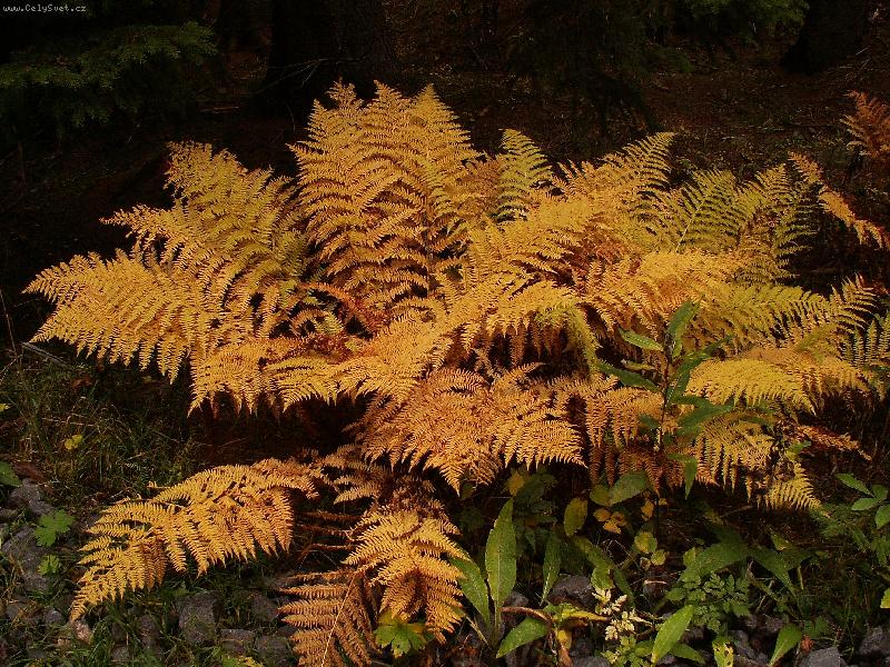 Foto: Kouzeln� zlat� kaprad�