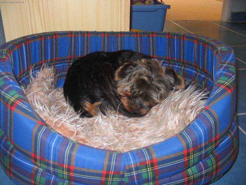 Foto: Pejsek-F�la kdy� spink�