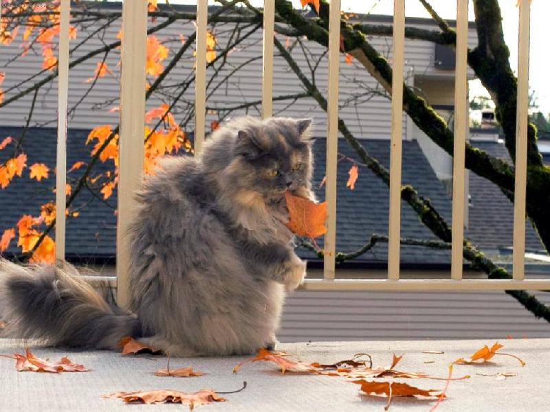 Foto: Chu� podzimu...-proch�zka na balkon�