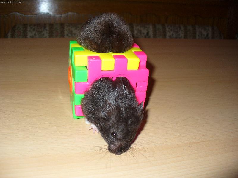 Foto: Krte�ek - akrobat-Prt�hnu se je�t�???