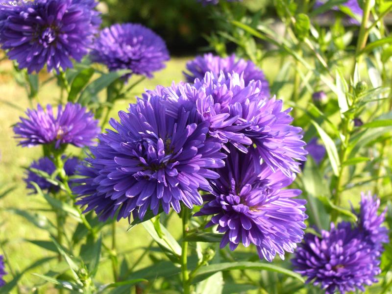 Foto: podzimn� kv�ty