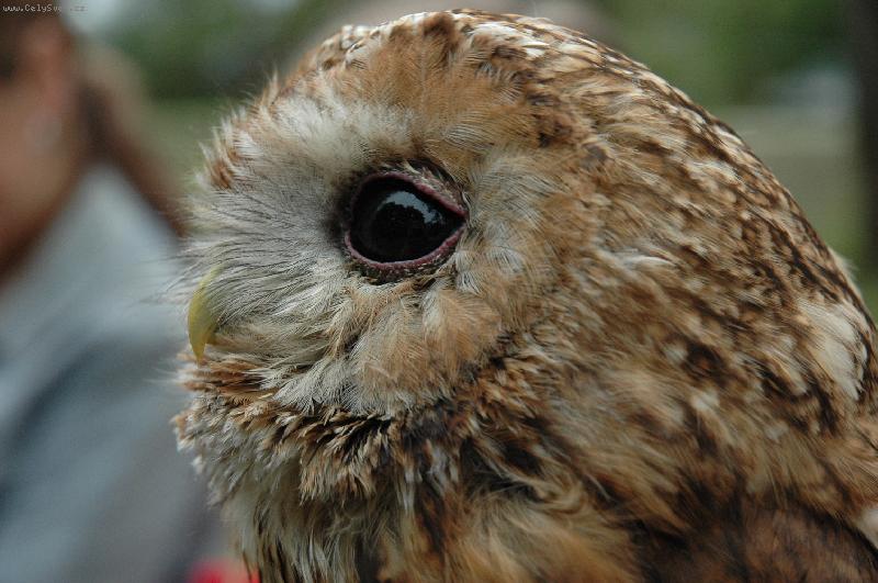 Foto: Sova Roz�rka