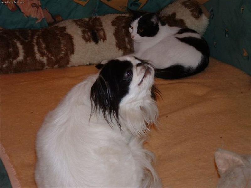 Foto: Kdo je ko�ka a kdo pes-Ko�i�ka pr�v� p�i�la z �tulku